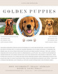 Small Photo #1 Golden Retriever Puppy For Sale in NILAND, CA, USA