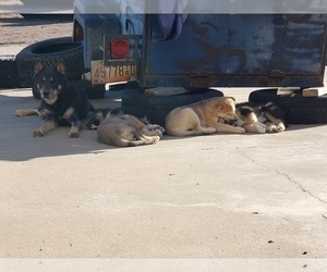 Alaskan Husky-Wolf Hybrid Mix Litter for sale in TRUTH OR CONSEQUENCES, NM, USA