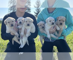 Labrador Retriever Litter for sale in TROY, OH, USA