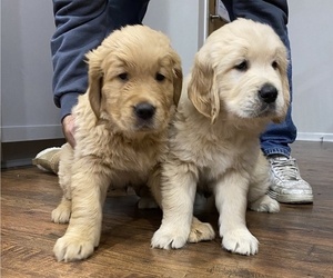 Golden Retriever Litter for sale in CLIVE, IA, USA