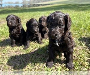 Poodle (Standard)-Portuguese Water Dog Mix Litter for sale in ARCADIA, FL, USA
