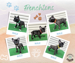 Faux Frenchbo Bulldog Litter for sale in MACON, GA, USA
