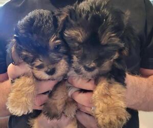 Yorkshire Terrier Litter for sale in KLAMATH FALLS, OR, USA