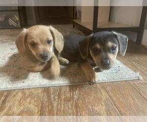 Beagle-Chiweenie Mix Litter for sale in FAIRBORN, OH, USA