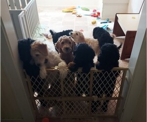 Goldendoodle Litter for sale in CHICO, CA, USA
