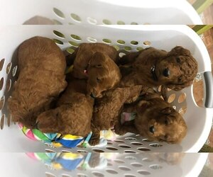 Goldendoodle Litter for sale in MARIETTA, MS, USA
