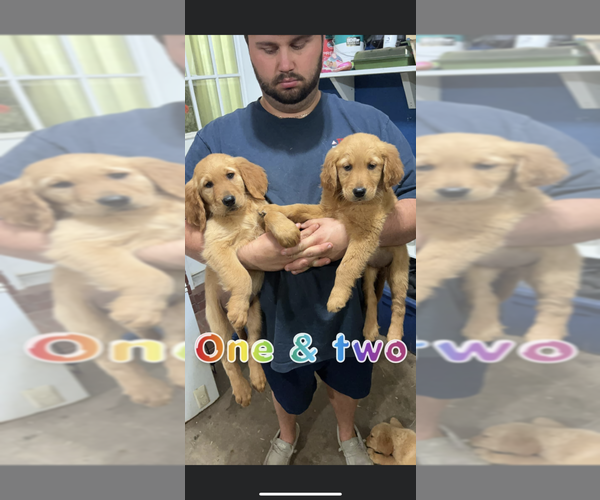 Medium Photo #1 Golden Retriever Puppy For Sale in MILTON, FL, USA