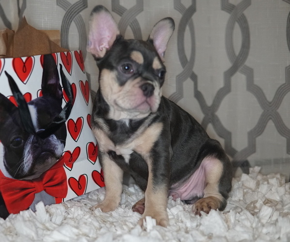 Medium Photo #1 French Bulldog Puppy For Sale in HOBART, IN, USA