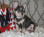 Small Photo #1 French Bulldog Puppy For Sale in HOBART, IN, USA