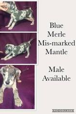 Great Dane Litter for sale in CARTHAGE, TX, USA
