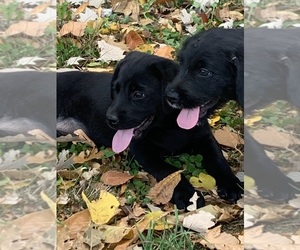 Labradoodle-Labrador Retriever Mix Litter for sale in WAKARUSA, IN, USA