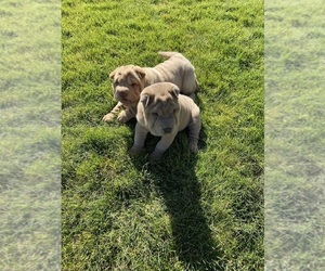 Chinese Shar-Pei Litter for sale in KENNEWICK, WA, USA