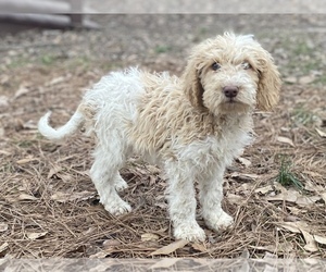Goldendoodle Litter for sale in CANON, GA, USA