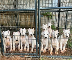 Dogo Argentino Litter for sale in ATLANTA, GA, USA