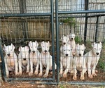 Small Dogo Argentino