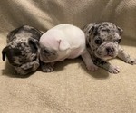 Small Photo #1 French Bulldog Puppy For Sale in SUNDANCE, WY, USA