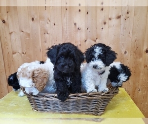 Schnoodle (Miniature) Litter for sale in BATTLE GROUND, WA, USA