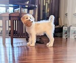 Small Photo #1 Bernedoodle Puppy For Sale in PLACERVILLE, CA, USA