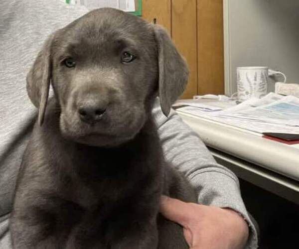 Medium Photo #1 Labrador Retriever Puppy For Sale in EDINBURG, VA, USA