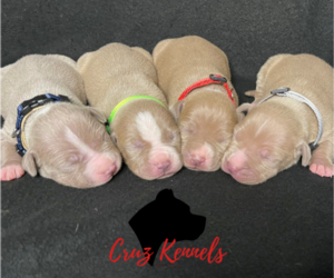 American Pit Bull Terrier Litter for sale in CONVERSE, TX, USA