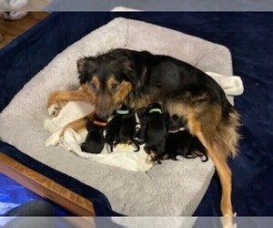 Australian Shepherd-German Shepherd Dog Mix Litter for sale in HAGERSTOWN, MD, USA