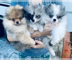 Pomeranian Litter for sale in SUNNY ISL BCH, FL, USA