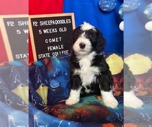 Sheepadoodle Litter for sale in BELLEFONTE, PA, USA