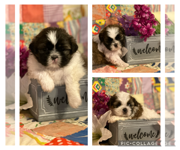 Medium Photo #1 Shih Tzu Puppy For Sale in PARIS, TX, USA