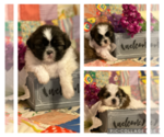 Small Photo #1 Shih Tzu Puppy For Sale in PARIS, TX, USA