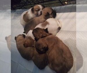 ShiChi Litter for sale in BLOSSBURG, PA, USA
