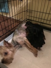 Yorkshire Terrier Litter for sale in EWING, KY, USA