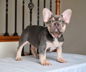French Bulldog Litter for sale in DECATUR, GA, USA