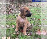 Small Photo #1 Rhodesian Ridgeback Puppy For Sale in POTEAU, OK, USA