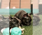 Small Photo #1 French Bulldog Puppy For Sale in SAN BERNARDINO, CA, USA