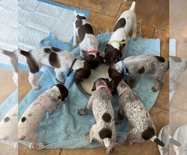Medium Photo #1 German Shorthaired Pointer Puppy For Sale in BELTON, TX, USA