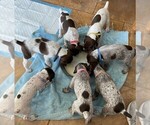 Small Photo #1 German Shorthaired Pointer Puppy For Sale in BELTON, TX, USA