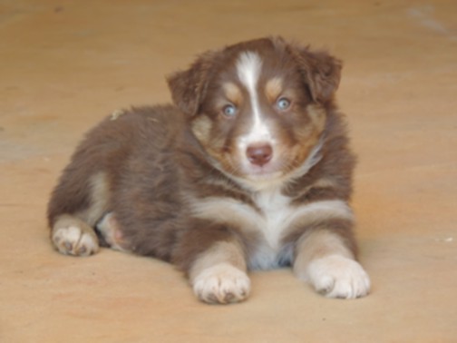 Medium Photo #1 Australian Shepherd Puppy For Sale in SHARON, SC, USA