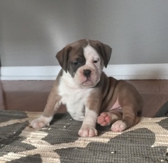 Olde English Bulldogge Litter for sale in DUNDEE, OH, USA