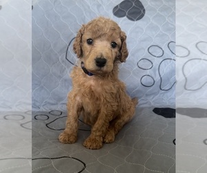 Poodle (Standard) Litter for sale in MONROEVILLE, PA, USA
