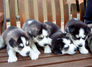 Siberian Husky Litter for sale in DECATUR, IL, USA