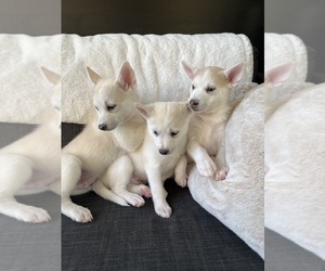 Pomsky Litter for sale in INDIANAPOLIS, IN, USA