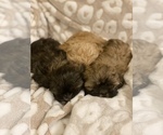 Small Photo #1 Shih Tzu Puppy For Sale in SHERMAN, TX, USA