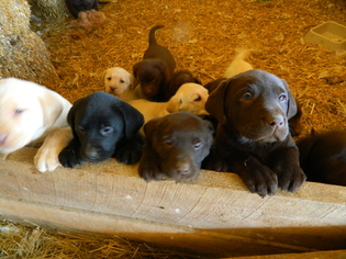 Labrador Retriever Litter for sale in MOUNT PLEASANT MILLS, PA, USA
