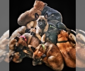 Malinois Litter for sale in COLORADO SPRINGS, CO, USA