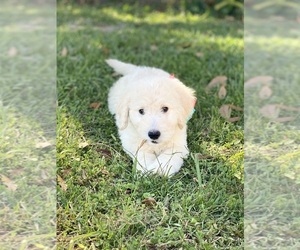 Goldendoodle Litter for sale in PENSACOLA, FL, USA