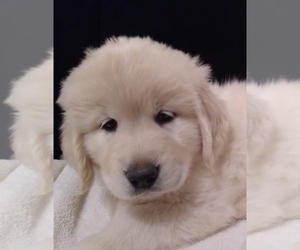 Golden Newfie Litter for sale in PERU, IN, USA