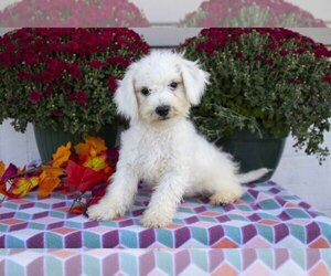 Bichon Frise Litter for sale in LYNN, IN, USA