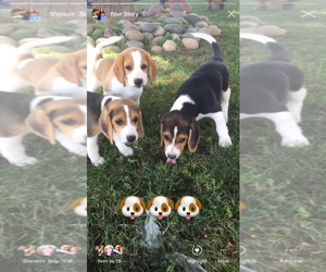Beagle Litter for sale in MADERA, CA, USA