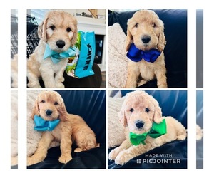 Double Doodle Litter for sale in FERNLEY, NV, USA