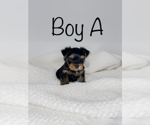 Yorkshire Terrier Litter for sale in TACOMA, WA, USA